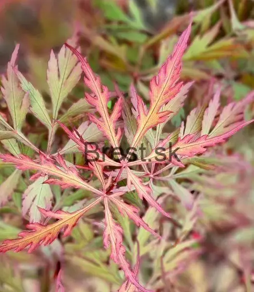 Acer palmatum 'Royal Garnet'